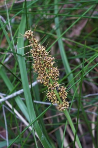 Longleaf Mat-Rush