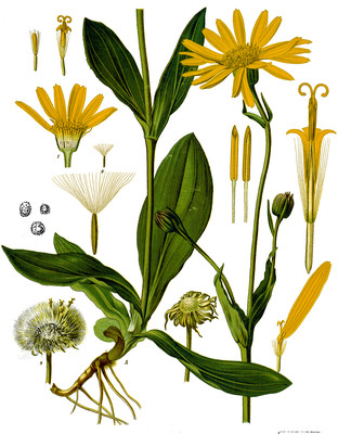 Arnica montana