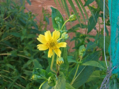 Guizotia abyssinica