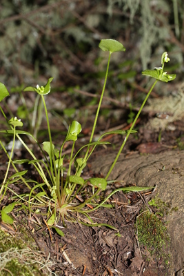 Claytonia perfoliata