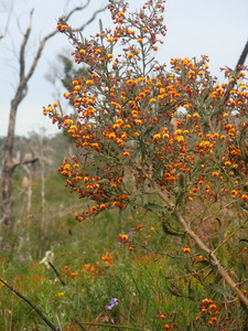 Daviesia horrida