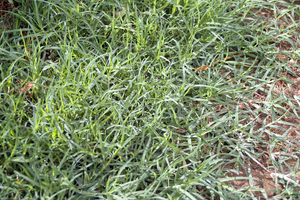 Bermuda Grass