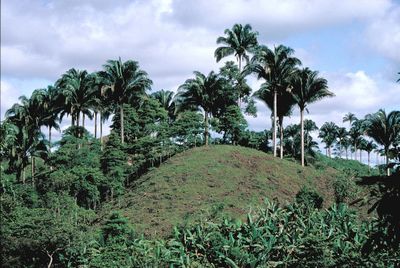 Attalea colenda