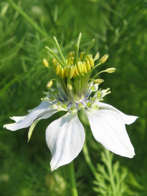 Nigella sativa