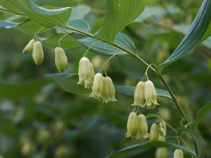 Small Solomon's Seal