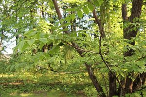 Japanese Walnut