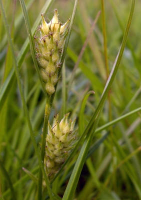 Carex hirta