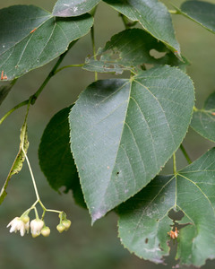 American Basswood