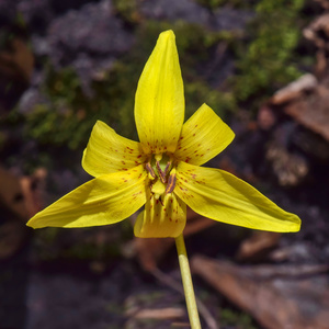 Trout Lily