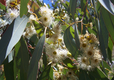 Eucalyptus melliodora