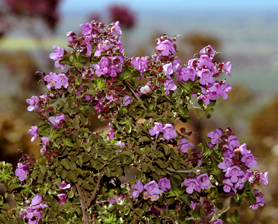 Prostanthera rotundifolia