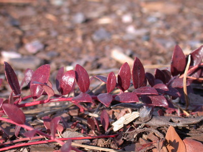 Vaccinium crassifolium