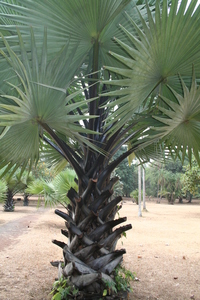 African Fan Palm