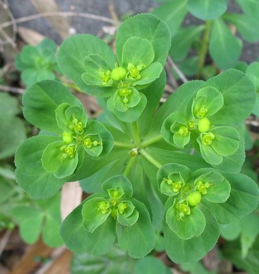 Euphorbia helioscopia