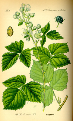 Rubus caesius