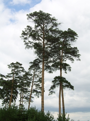 Pinus densiflora