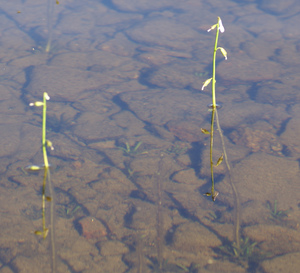 Water Lobelia