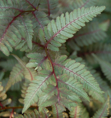 Athyrium niponicum