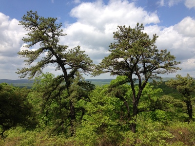 Pinus rigida