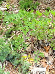 Peucedanum japonicum