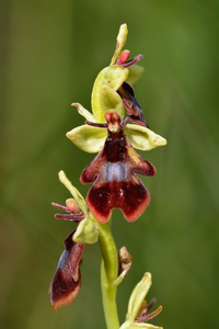 Fly Orchid