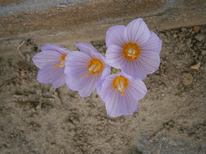 Crocus kotschyanus