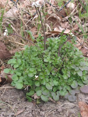 Cardamine hirsuta