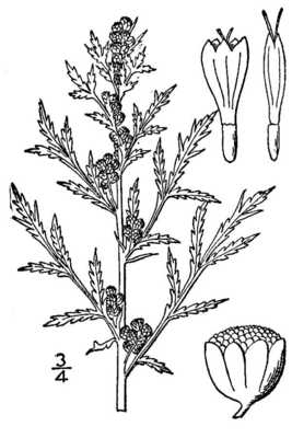 Artemisia biennis