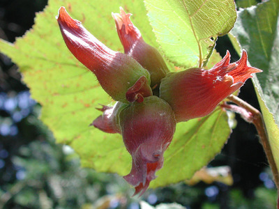 Corylus maxima