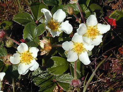 Fragaria chiloensis