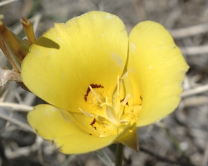 Mariposa Lily