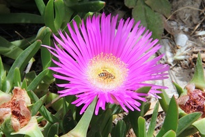 Hottentot Fig