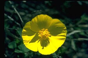 Bush Poppy