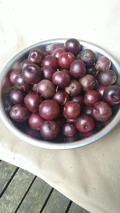 Chum (Cherry Plums) harvest. 