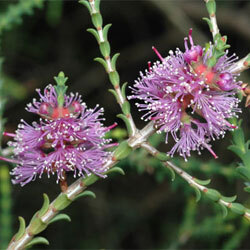 slender honey-myrtle