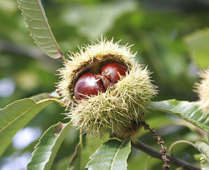 Sweet chestnut