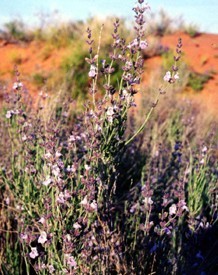 Rosemary Mint