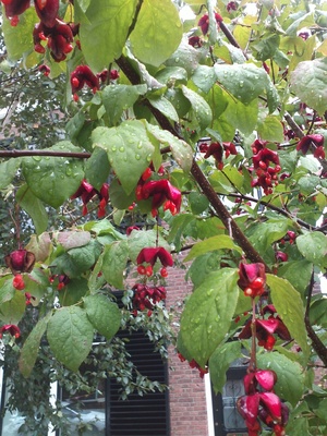 Euonymus sachalinensis