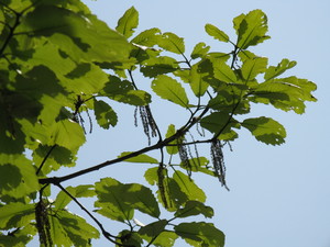 Oriental White Oak