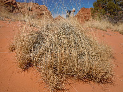 Muhlenbergia pungens