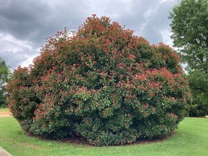 Photinia x fraseri