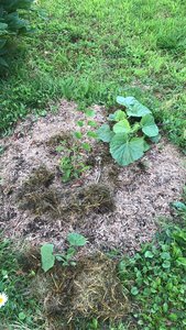 Mulberry tree put on some solid growth earlier this summer. Squash are up and crawling. Echinacea didn't make it, but I have new seedlings ready to go any day.
