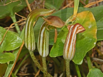 Arisarum vulgare