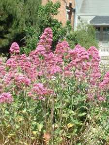 Red Valerian