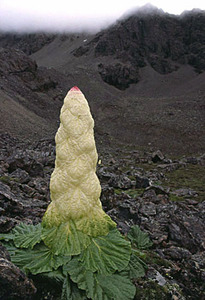 Sikkim Rhubarb
