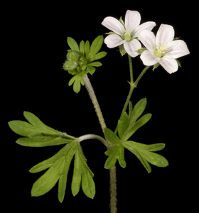 Solander's Geranium