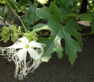 Chinese Cucumber