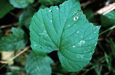 Vitis vulpina