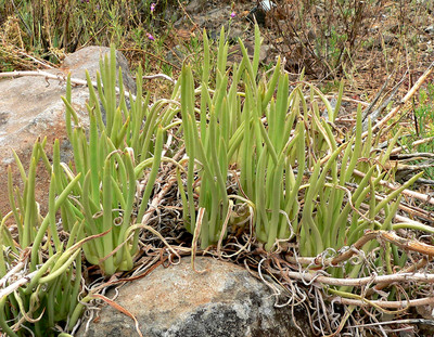 Dudleya edulis