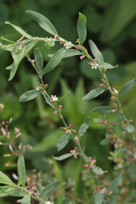 Polygonum aviculare